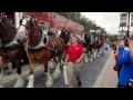 Caballos Clydesdale de Budweiser 2016 en florida