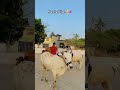 Ma sha allah 🥹💞 Like Q subscribe 😭|| #2k25 #qurbani2k25 #animals #cowmandi