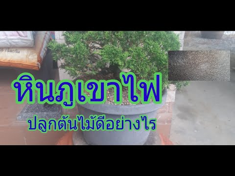 ใช้หินภูเขาไฟปลูกต้นไม้ดีอย่างไร