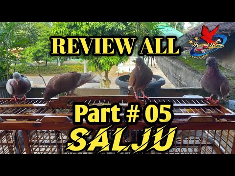 REVIEW ALL Merpati Part 05 # SALJU Merpati Kolong Bebas