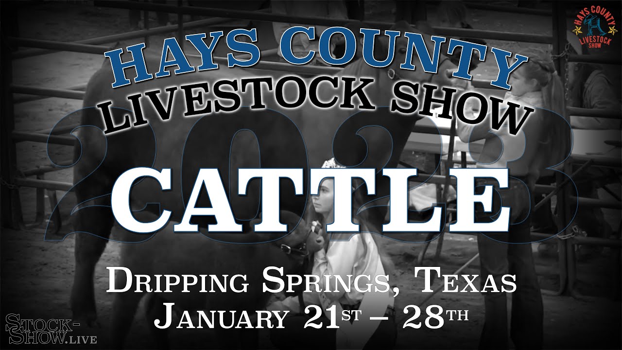 2023 Cattle Show Hays County Youth Livestock Show YouTube