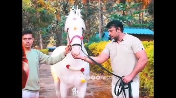 DBoss Sankranti Celebration video | Challenging Star Darshan Sankranti in Farmhouse #dboss