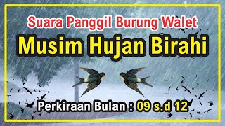 SUARA BURUNG WALET  MUSIM HUJAN BIRAHI