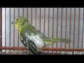 Jeritan Sirtu Gacor Masteran Burung Sirtu Gacor Ampuh Pancing Bunyi Mp3 - Mp4 Download