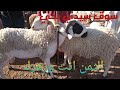 ثمن الخروف الخروفة والنعجة بسوق الاضاحي سيدي يحي ليومه الجمعة           ولكم الكم في الثمن