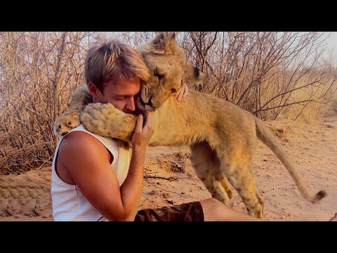 育児放棄され餓死寸前の子ライオンを救った男性。12年後、思いもよらないことが起こった【感動】