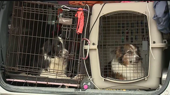 Cadaver dogs help in search for human remains