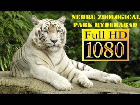 NEHRU ZOOLOGICAL PARK HYDERABAD || COMPLETE TOUR - YouTube