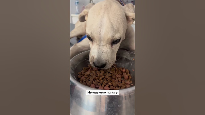 Rescued dog collided with car. And this is after one month #dog #rescue #dogrescue #puppy #love