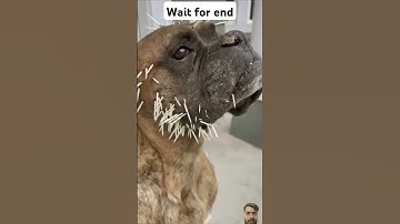 How Porcupines Shoot Their Quills #facts #porcupines #porcupine #shorts #animals #factsmine