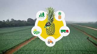 Del Monte Zero™ Pineapples