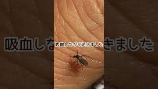 吸血しながら凍死…#shorts