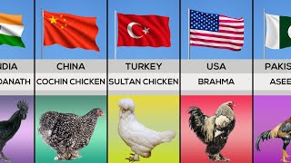 Chicken Breeds From Different Countries