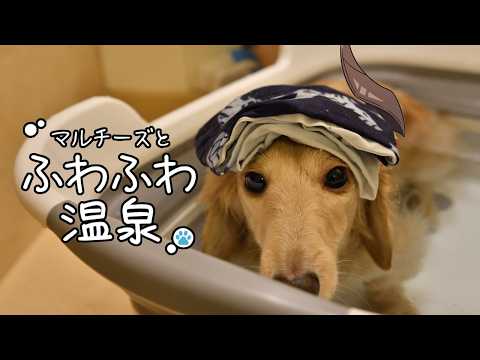 【マルチーズとふわふわ温泉】風呂上がりのしぼんだ犬すき【荒咬オウガ /ホロスターズ】
