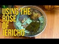 How to Use Rose of Jericho (Rosa de jericó) for Spiritual Work/Spells