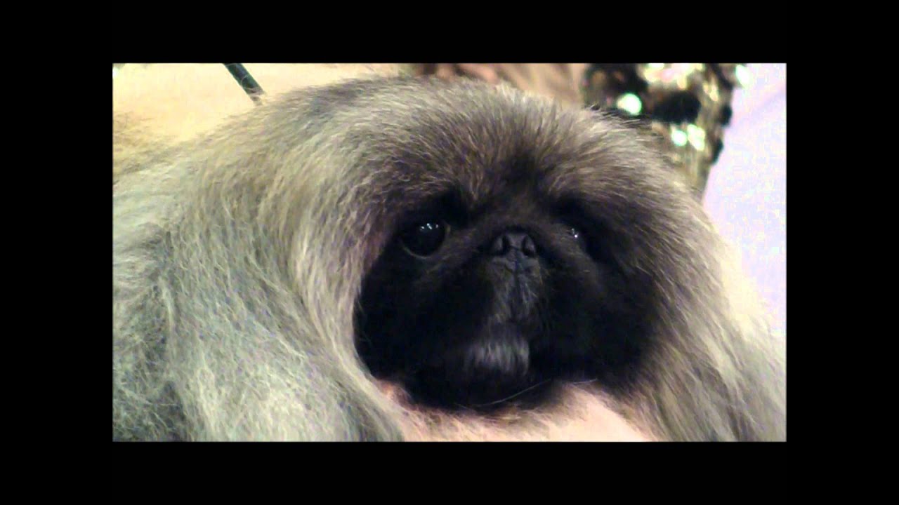 Pekingese Wins Best in Show at the 136th Westminster Kennel Club Dog Show Pekingese Wins Best in Show at the 136th Westminster Kennel Club Dog Show