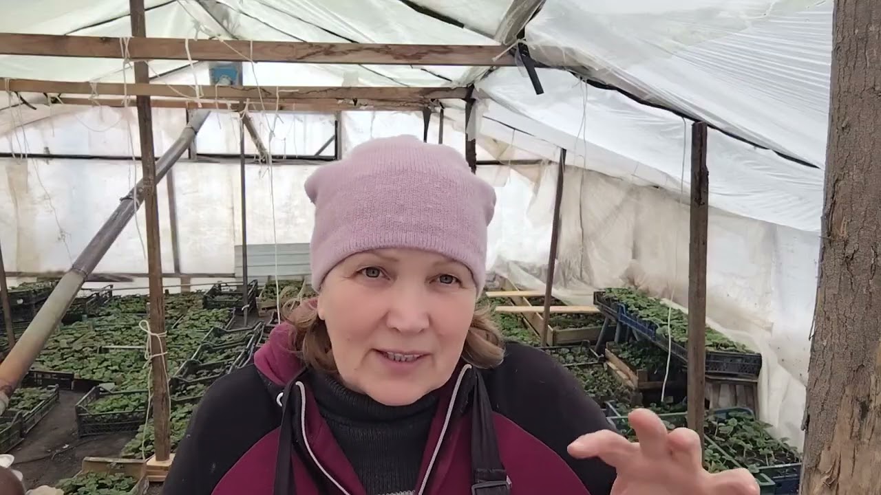 Як чистити полуницю, та відповідаю на питання