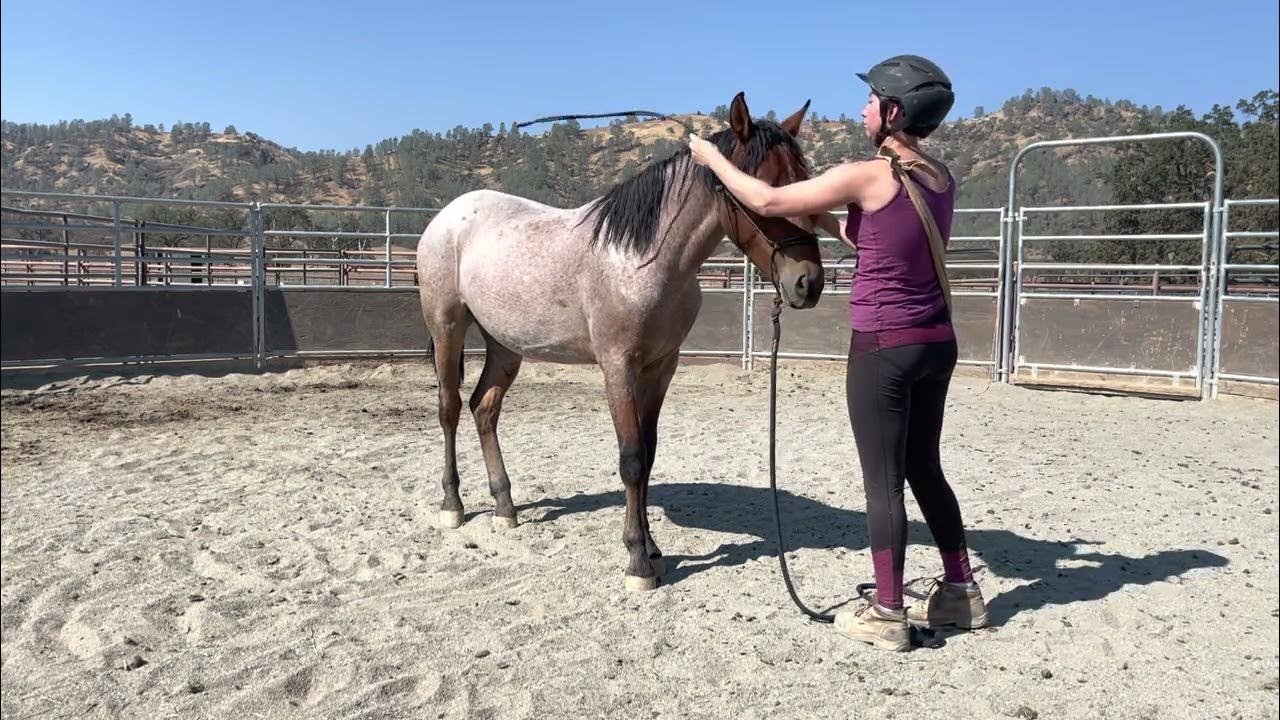 ORION halter training a mustang yearling. YouTube