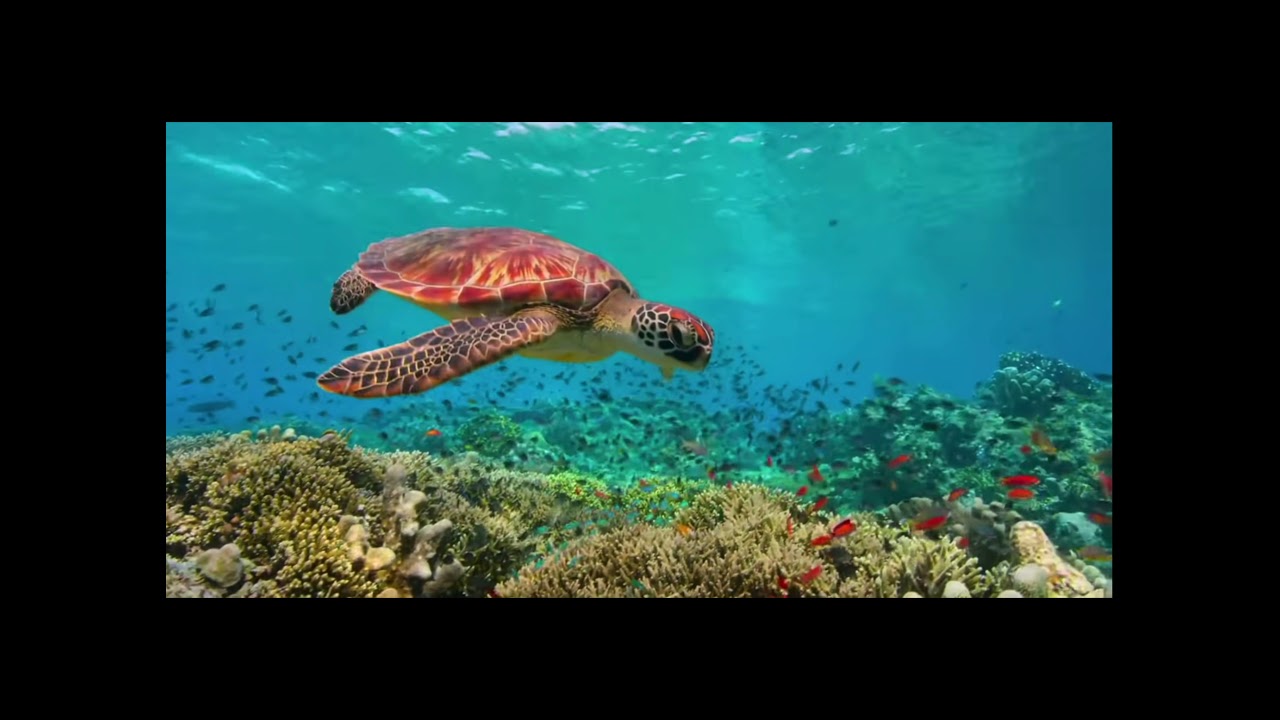 Impacts of Overfishing