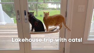 A Day in the Life of My Cats: Lakehouse Edition (Episode 7) by Marley Malin 23,511 views 1 year ago 3 minutes, 2 seconds