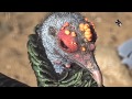 Le dindon ocell est un bel oiseau color   zoo dupie 26  france