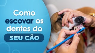 Como Escovar Os Dentes De Cães Po-A-Po Para Você Escovar Os Dentes Do Seu Cachorro Vetface