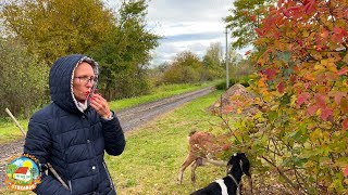 #460 Осень в деревне. Отправили первые посылки с сыром