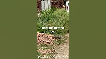 Mongoose  and King Cobra Fight #Shorts
