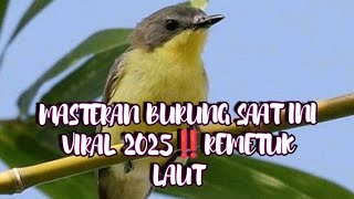 Download Lagu MASTERAN BURUNG SAAT INI VIRAL 2025‼️REMETUK LAUT MP3
