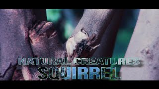 Natural Creatures amazing wonderful wildlife squirrels official video Squirrel sitting on the tree.