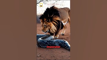 What Happened When The Lion See This Giant Python Snake?
