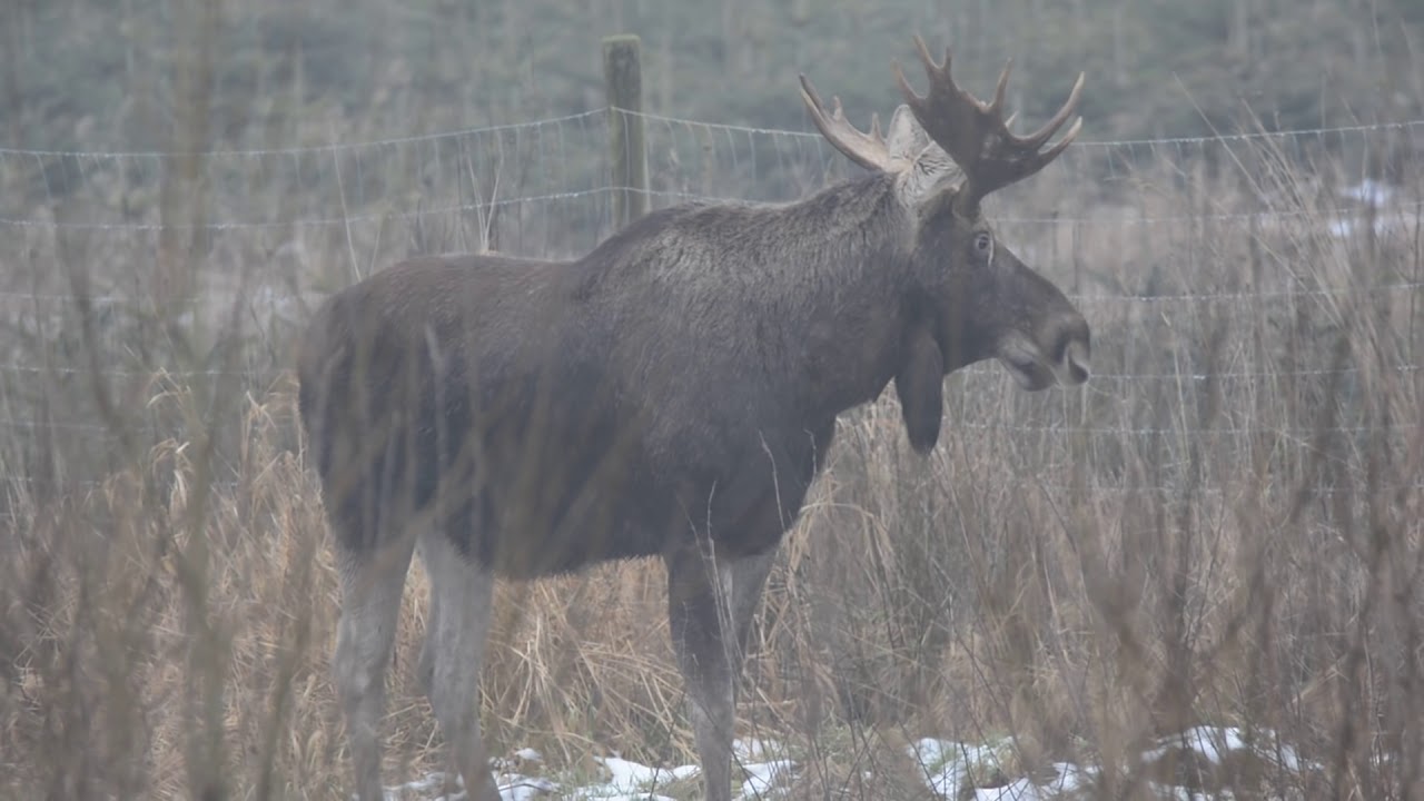 Łoś byk piękny łopatacz