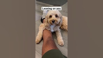 Thumbnail of 5 Signs That Your Dog Loves You