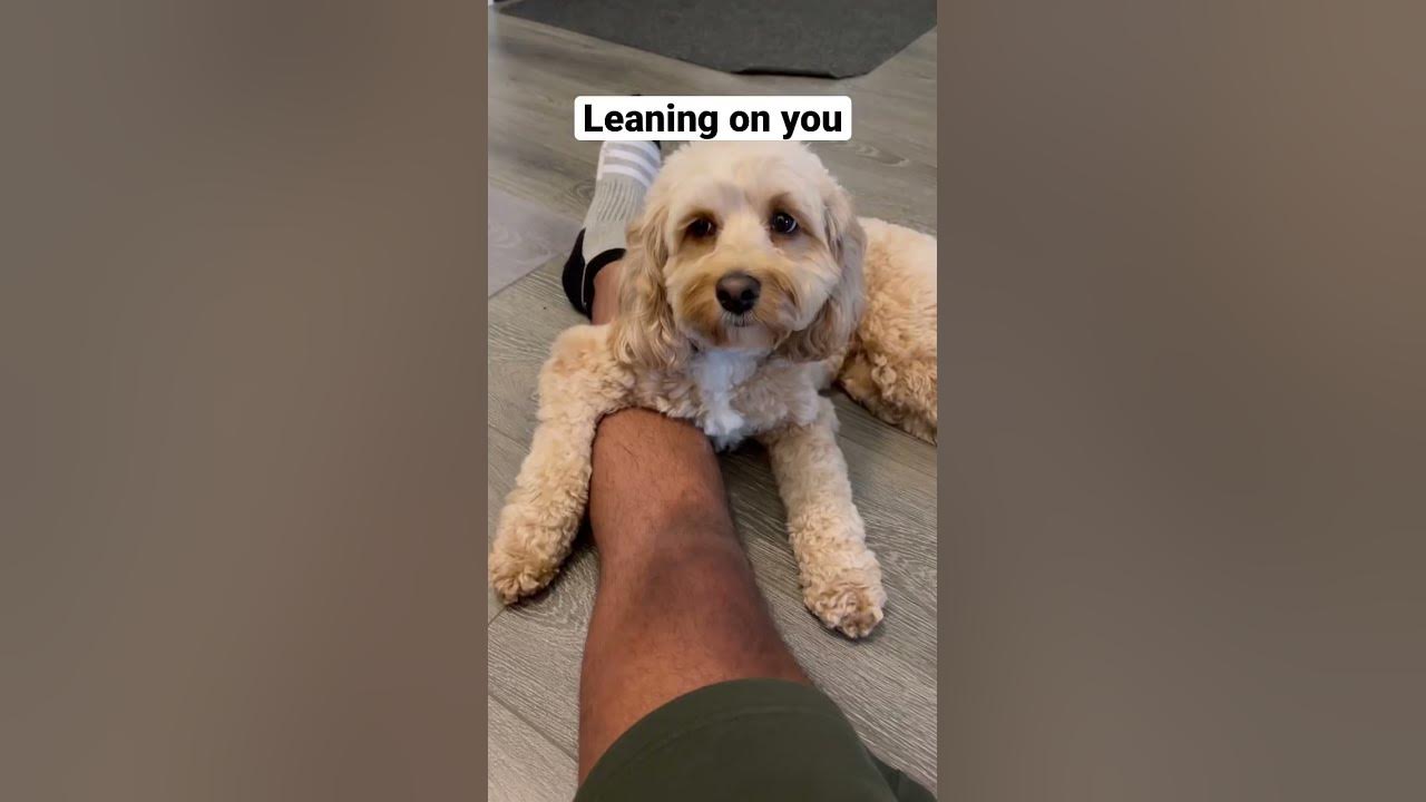 5 Signs That Your Dog Loves You 5 Signs That Your Dog Loves You