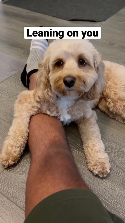5 Signs That Your Dog Loves You