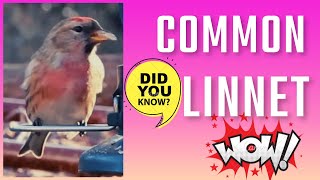 Common Linnet Facts