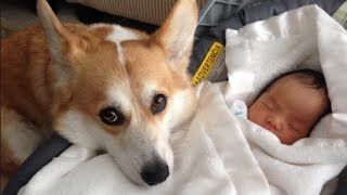 Hunde Treffen Kleinkinder und Babys zum ersten mal. by Videos Germany 256,678 views 7 years ago 4 minutes, 18 seconds