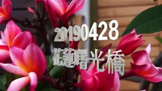 20190428花蓮曙光橋