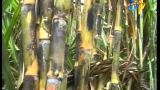 Latest Methods in Sugarcane Cultivation