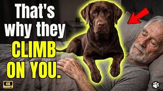 Celebrity Why Dogs Suddenly CLIMB On You? (The Reason Is SHOCKING) Profile