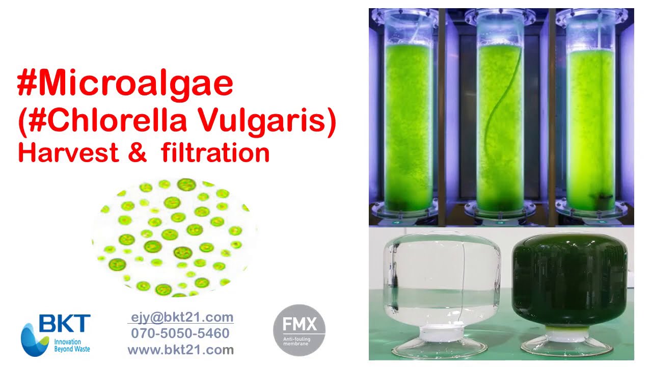 200724 Chlorella vulgaris Cell Harvest FMX B YouTube