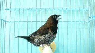 Society Finch Singing Youtube