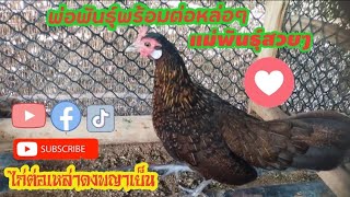 ไก่ต่อเหล่าดงพญาเย็น086-0032946