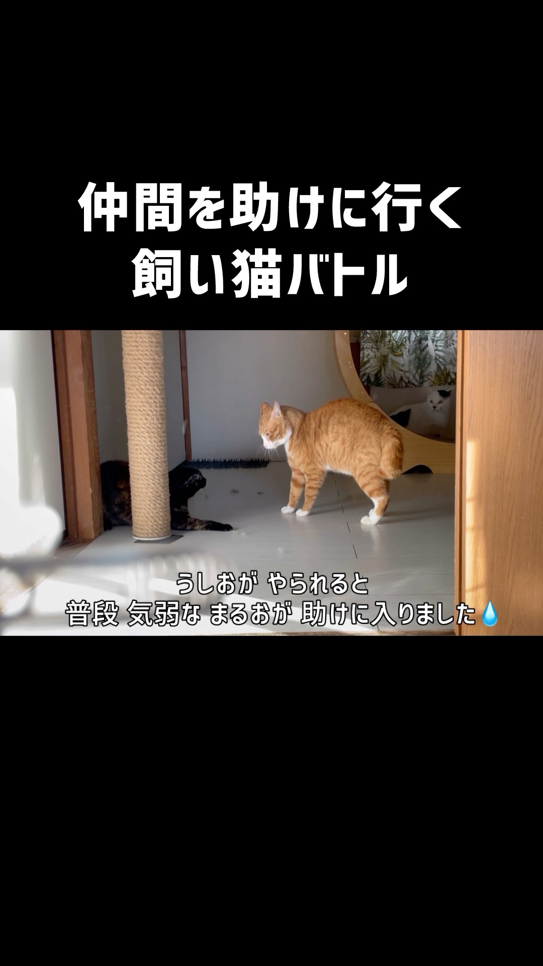 ねこまるページ ねこまるけ / Full of cats - YouTube