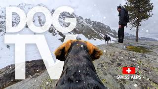 TheDogCam | 10hrs of Swiss Alps Virtual Dog Walks Along Frozen Mountain Paths 🐾🏔️ GoPro Dog POV