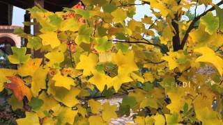 "Air - Beth Hirsch-All I Need