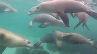 Australia Hopkins Island