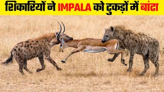 जब शिकारियों ने IMPALA के किए टुकड़े । Merciless Predators That Ripped Impalas To Pieces