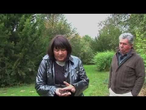 Bois raméal fragmenté BRF explications de Lydia Bourguignon et Bernard Ronot