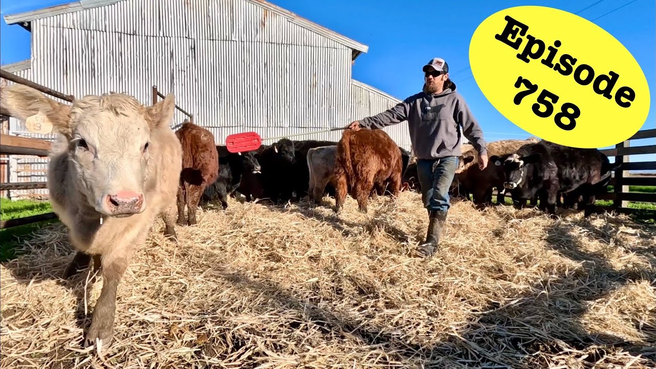 It’s Payday! Selling Calves in 2025